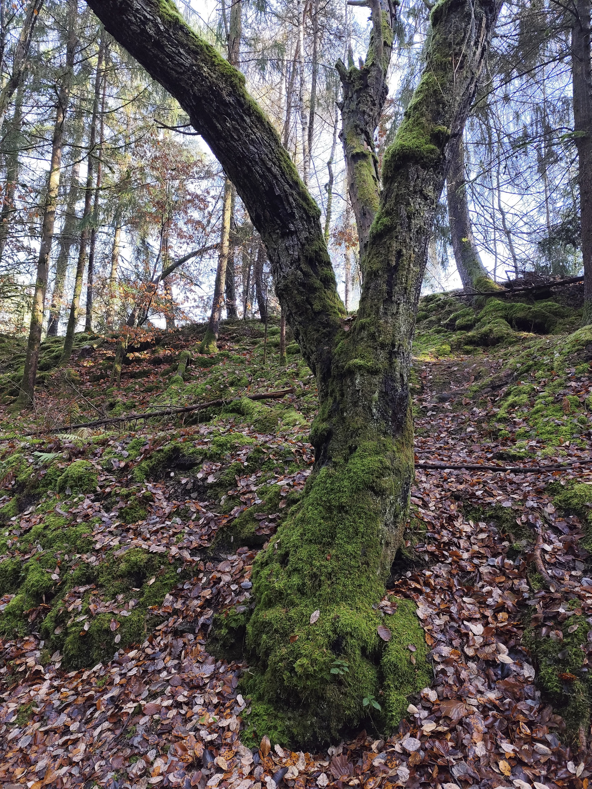 20251129122555 IMG 20251129 122555